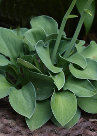 Hosta 'Blue Mouse Ears'